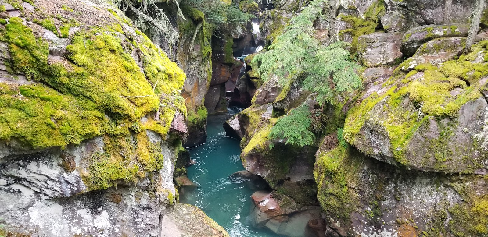 Turquoise river threads through a mossy, rocky gorge in Glacier National Park, with bright green moss on boulders and evergreen trees overhead.