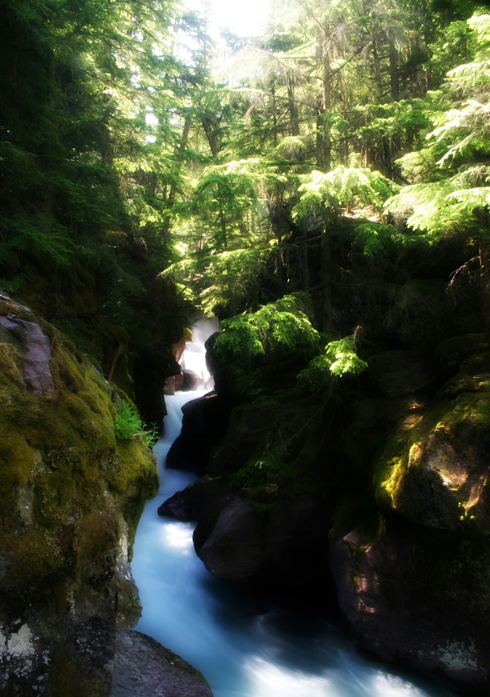 Sunlit evergreen forest frames a mossy gorge with a pale blue river rushing between rocks in Glacier National Park.