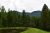 Glacier National Park scene with a grassy bank, small pond, a leaning tree, dense evergreen forest, and distant blue mountains.