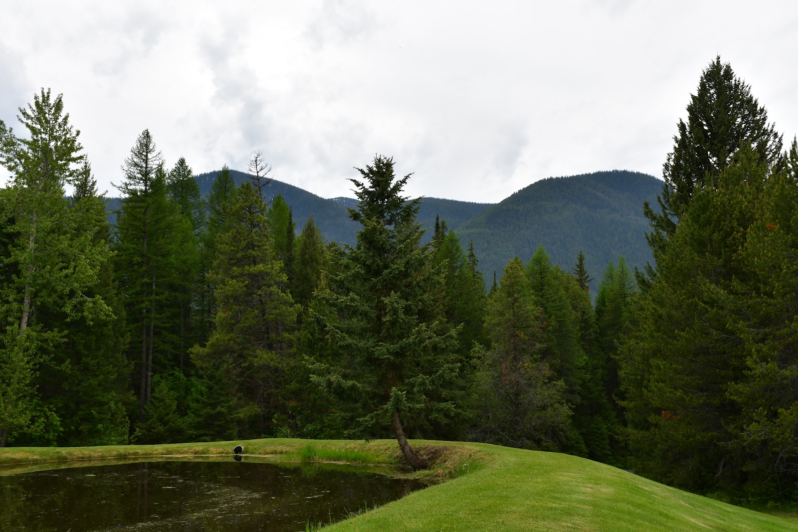 Glacier National Park scene with a grassy bank, small pond, a leaning tree, dense evergreen forest, and distant blue mountains.