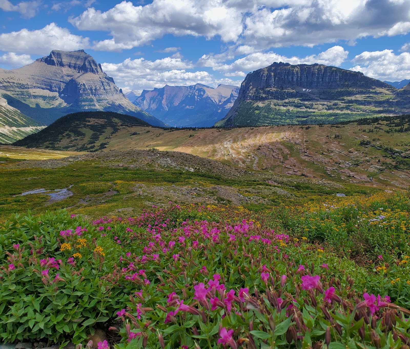 Alpine meadow with wildflowers along the Highline Trail in Glacier National Park