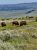 Herd of bison grazing amid sagebrush on rolling meadows near Lamar River in Yellowstone National Park.