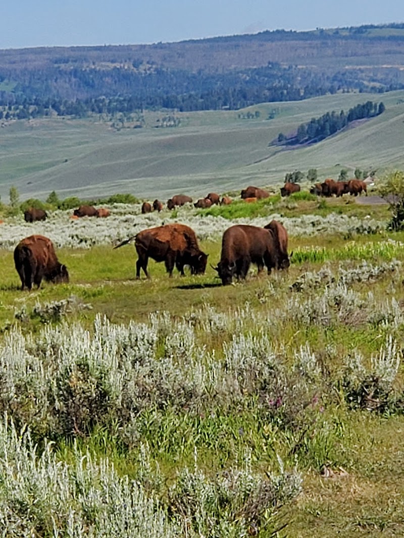 Herd of bison grazing amid sagebrush on rolling meadows near Lamar River in Yellowstone National Park.