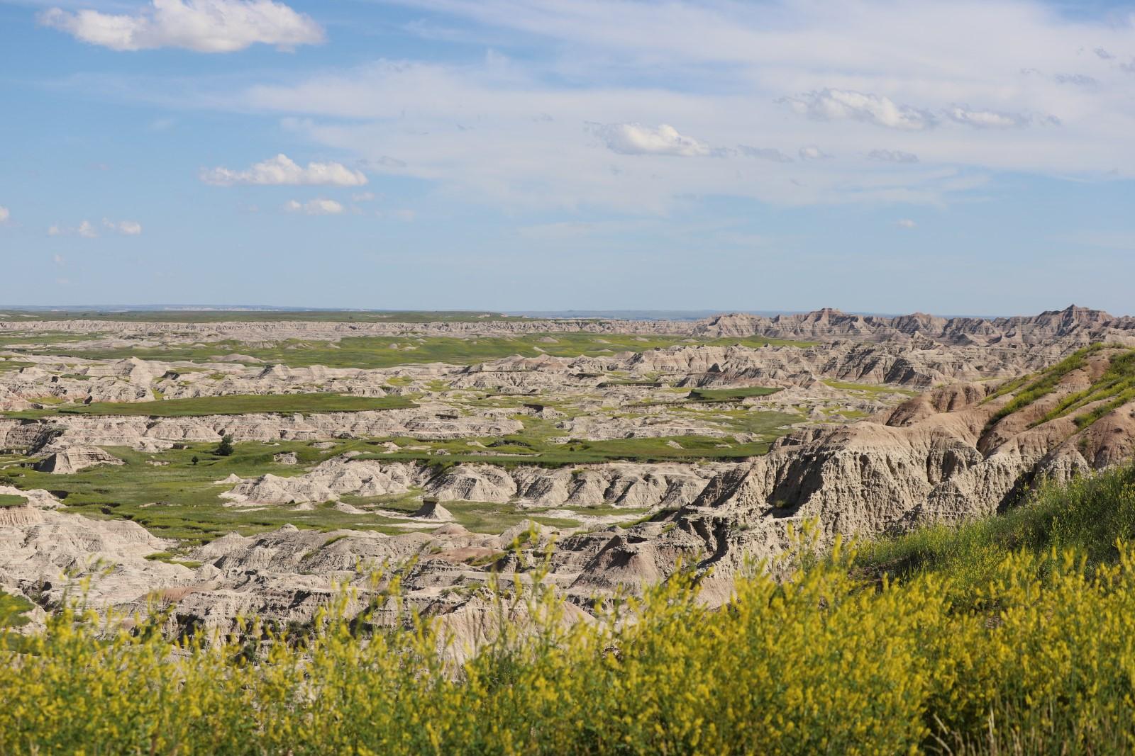 Badlands National Park landscape of layered eroded ridges, green meadows, and yellow wildflowers under a blue sky.