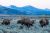 Bison graze in sage brush