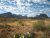 Desert landscape in Big Bend National Park with rolling grasses, prickly pear cacti, and rugged mountain silhouette on the horizon.