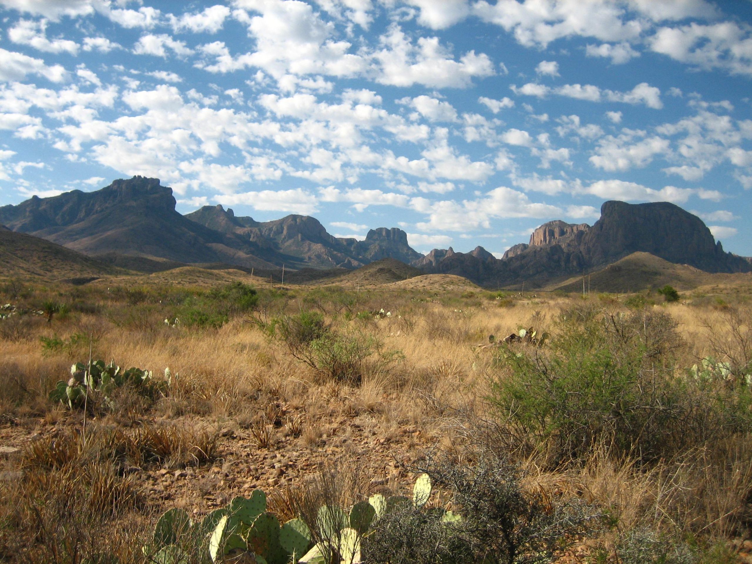 Desert landscape in Big Bend National Park with rolling grasses, prickly pear cacti, and rugged mountain silhouette on the horizon.