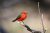 Bright vermilion flycatcher perches on a weathered branch in Big Bend National Park, Texas.