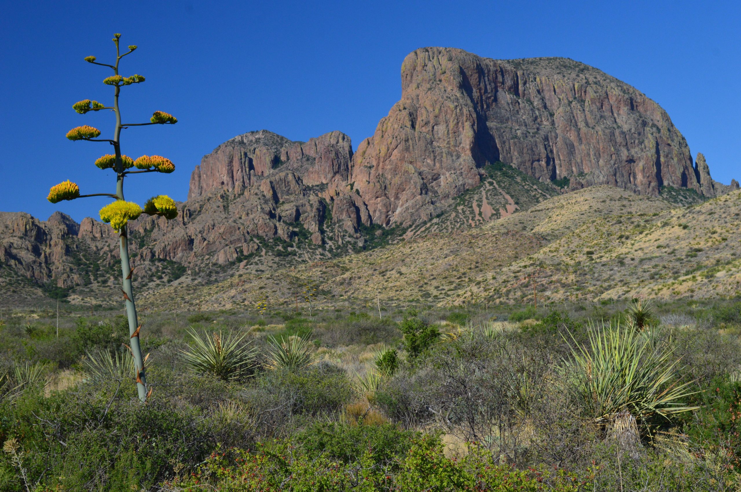 Tall flowering stalk of a desert plant rises in the foreground with the rugged Big Bend terrain and blue sky in the distance (Chisos Mountains).