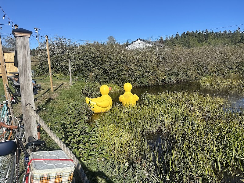 Musquito Harbor in Acadia National Park features bright yellow rubber ducks floating in a marsh beside a wooden railing.