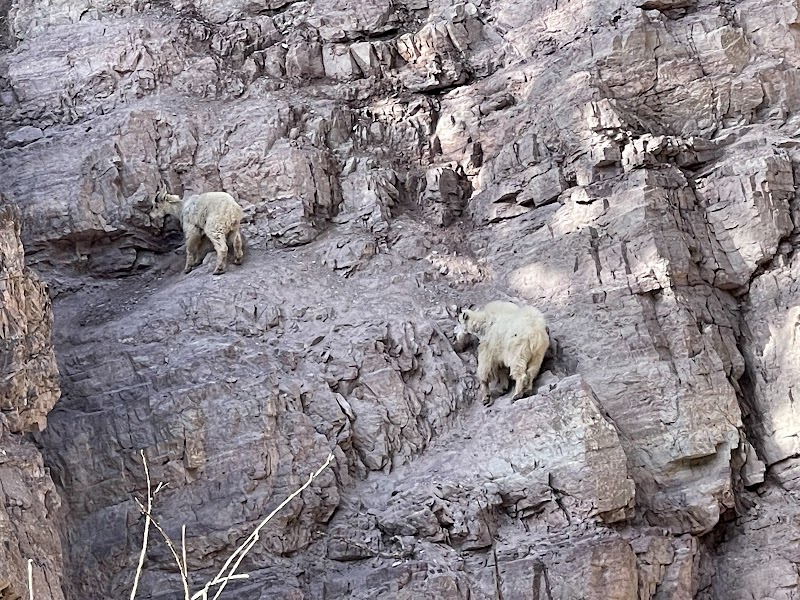 Two mountain goats navigate steep granite cliffs near Essex in Glacier National Park.