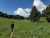 A dirt trail winds through a grassy meadow in Yellowstone National Park, with a person walking among pines beneath a blue sky.