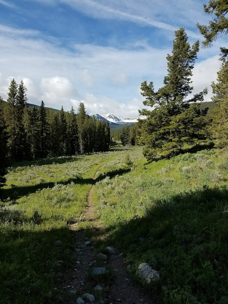 Sunlit dirt trail winds through a grassy meadow lined with pines toward distant snow-capped peaks in Yellowstone National Park.