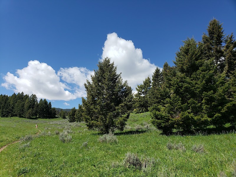 Bright blue sky over a grassy meadow with evergreen trees along Watkins Creek Trailhead in Yellowstone National Park, with a hiker in the distance.