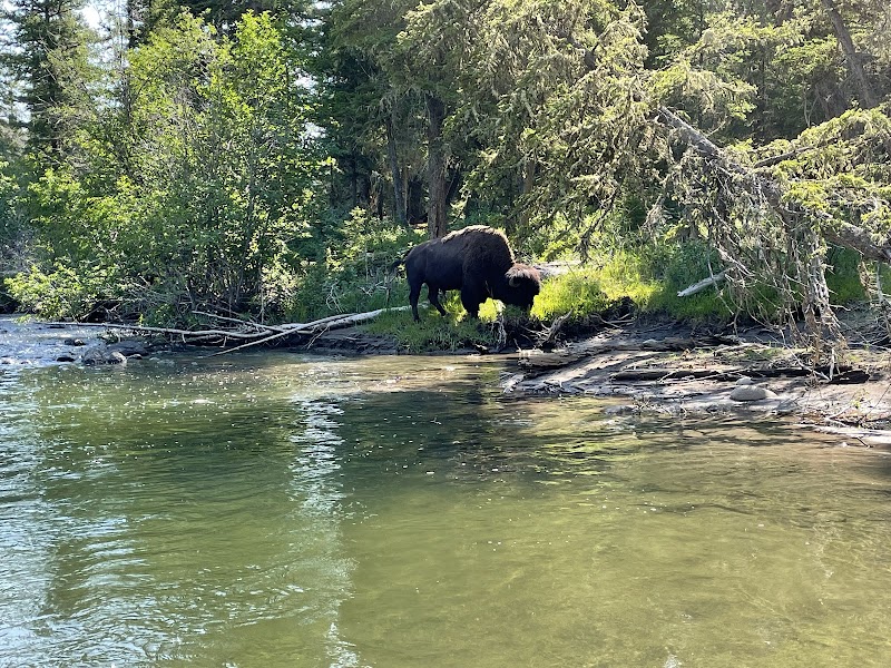 A lone moose grazes on grass at the riverbank among trees along a calm Yellowstone National Park stream.