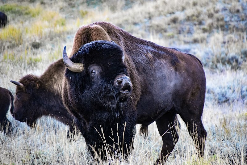 A black bison with curved horns stands in tall prairie grasses at Yellowstone National Park, with a second bison nearby.