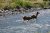 Two elk wading across the Gardner River in Yellowstone National Park, with rocky banks and grassy shoreline.