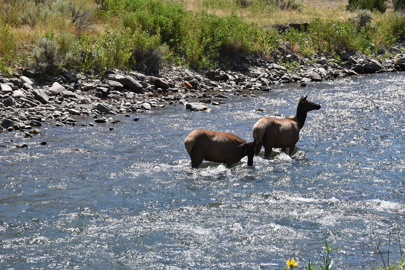 Two elk wading across the Gardner River in Yellowstone National Park, with rocky banks and grassy shoreline.