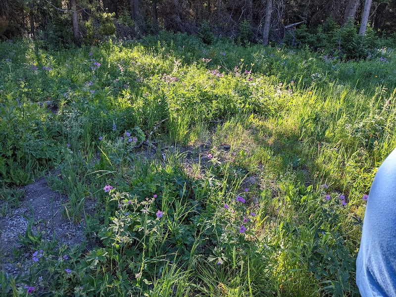 Sunlit meadow along the Buttermilk Trailhead in Yellowstone National Park, with tall grasses and purple wildflowers near a forest edge.