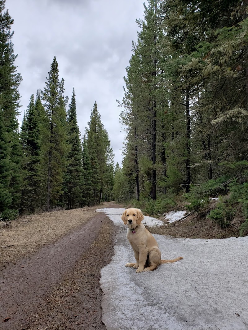 Golden retriever puppy sits on a snowy patch beside a dirt trail amid tall evergreen trees in Yellowstone National Park.