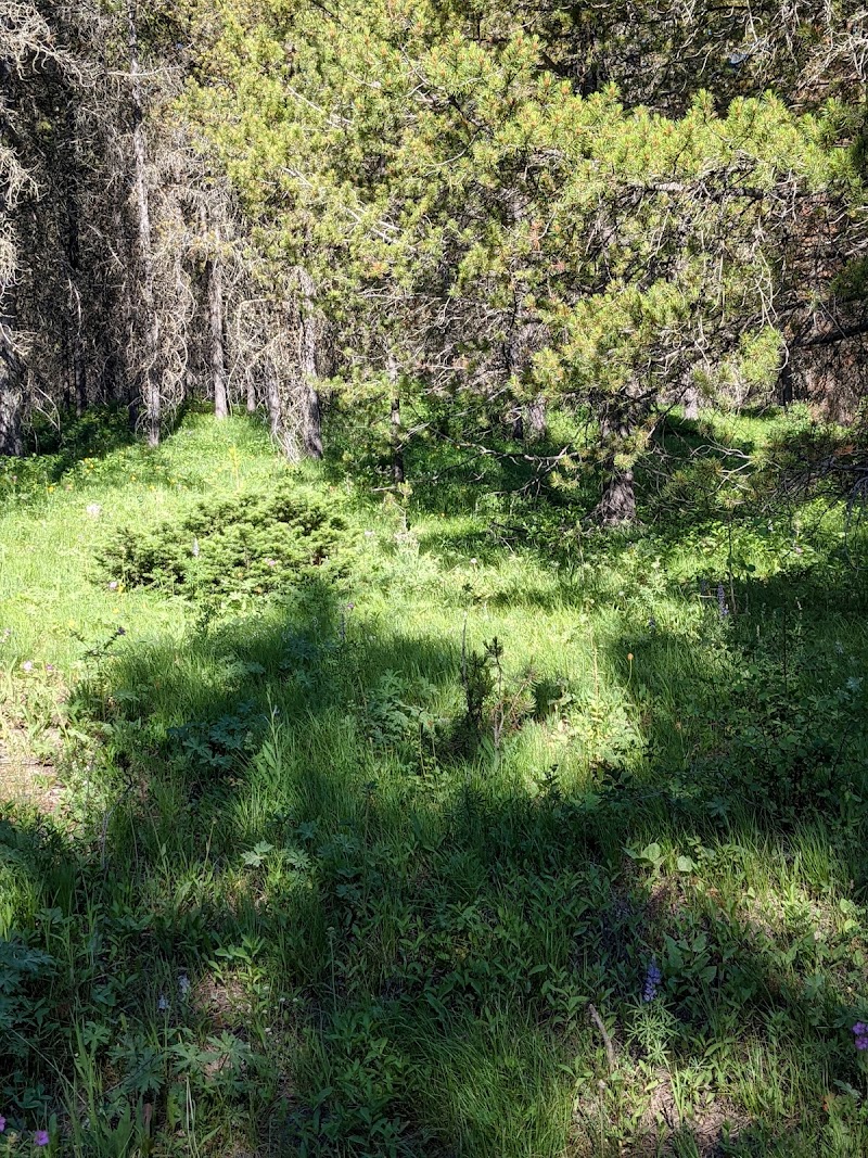 Buttermilk Trailhead at Yellowstone National Park shows a sunlit meadow, pines, and wildflowers.