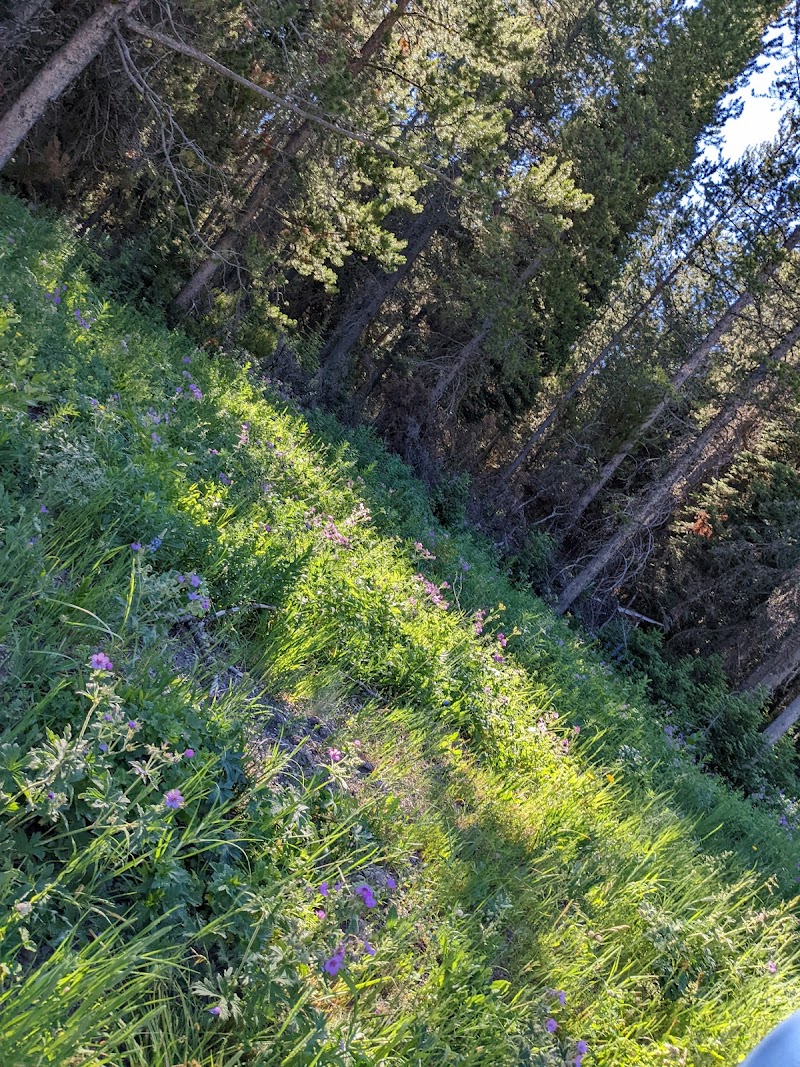Sunlit meadow with purple wildflowers and lush grasses along a forested slope at Buttermilk Trailhead in Yellowstone National Park.