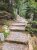 Wooden log-step trail winding through a mossy pine forest at Flying Mountain Trailhead, Acadia National Park.