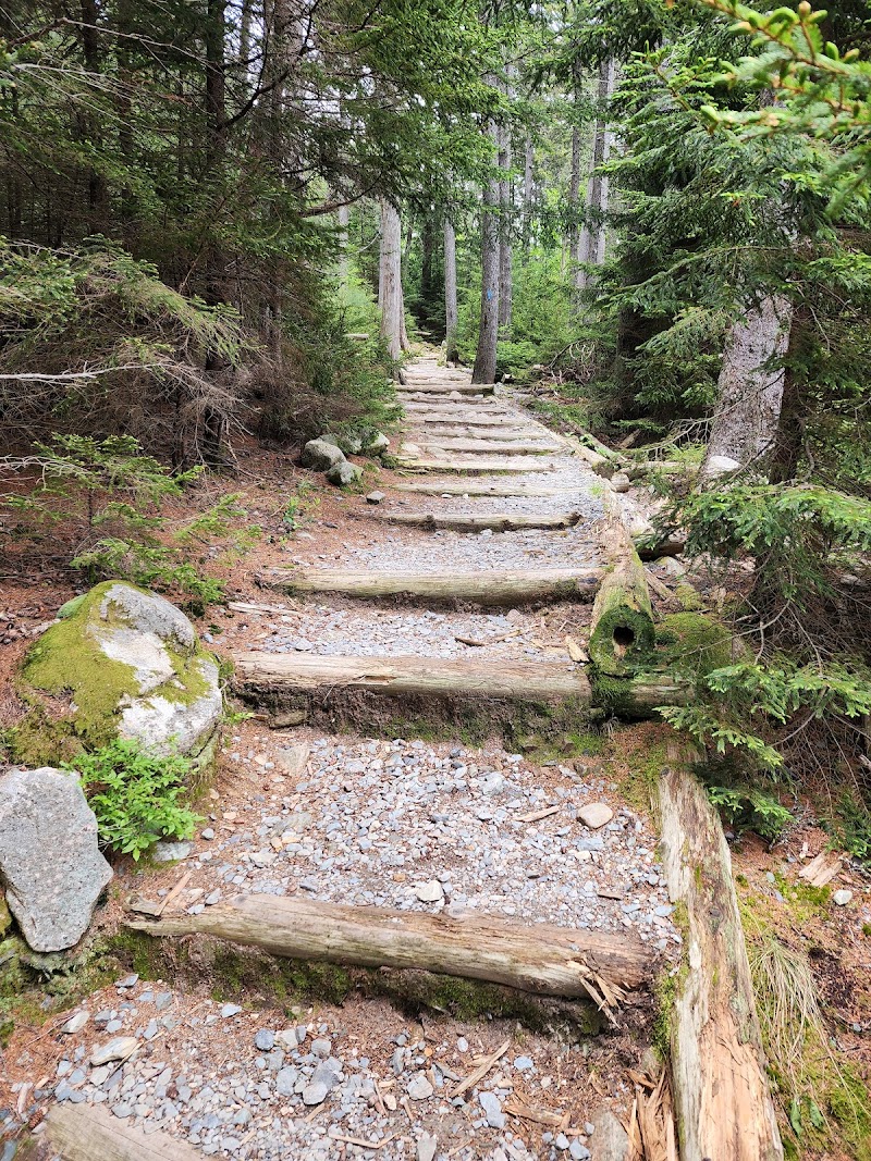 Wooden log-step trail winding through a mossy pine forest at Flying Mountain Trailhead, Acadia National Park.