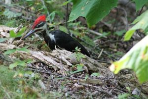 Canon Brook Trailhead in Acadia National Park features a black woodpecker perched on a fallen log amid green foliage.