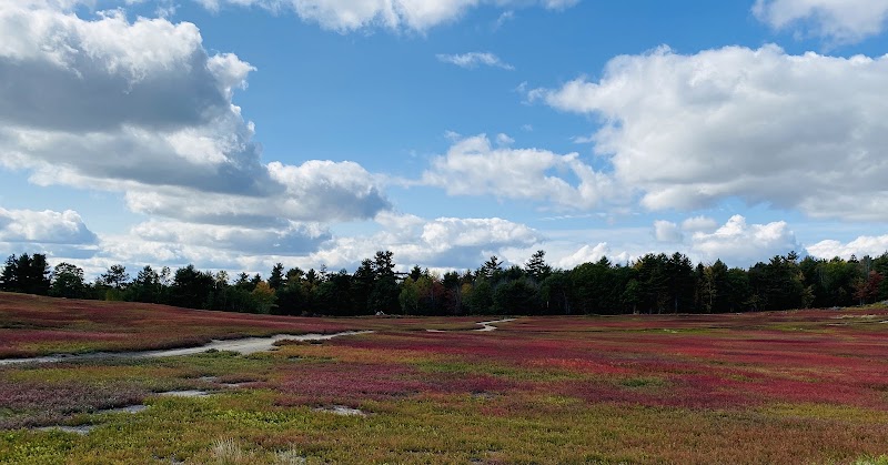 Hancock Point meadow in Acadia National Park shows vibrant pink and purple heath blooming across a coastal field.