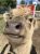 Close-up of a light brown llama snout and eye, with a red barn and fence in Glacier National Park.