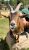 Close-up of a friendly goat at Coram in Glacier National Park, with a visitor's hand visible in the background.