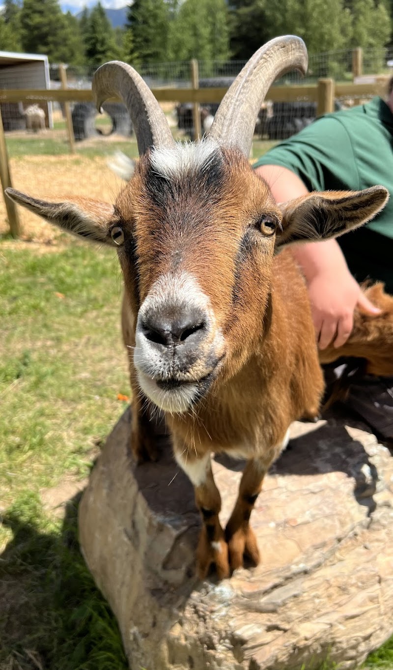 Close-up of a brown goat with curved horns standing on a rock at Glacier National Park.