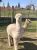 Two alpacas stand in a fenced pasture near Coram in Glacier National Park, Montana, under a bright spring sky.