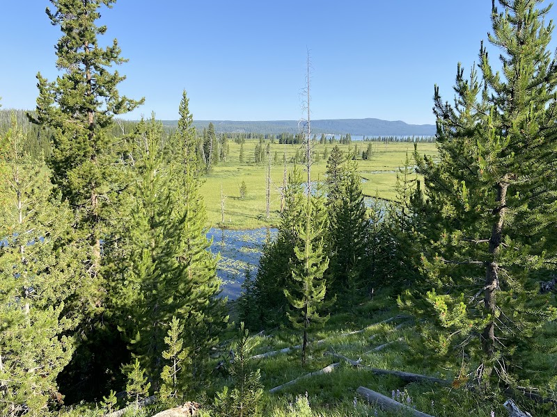 Dense evergreen pines frame a wetlands meadow with small blue pools and distant grasslands, Yellowstone National Park.