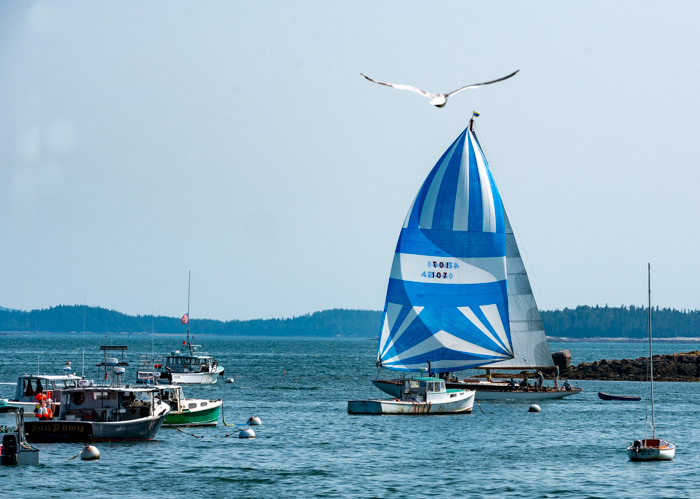 Stonington Harbor scene in Acadia National Park featuring a blue-sailed boat gliding on calm water.