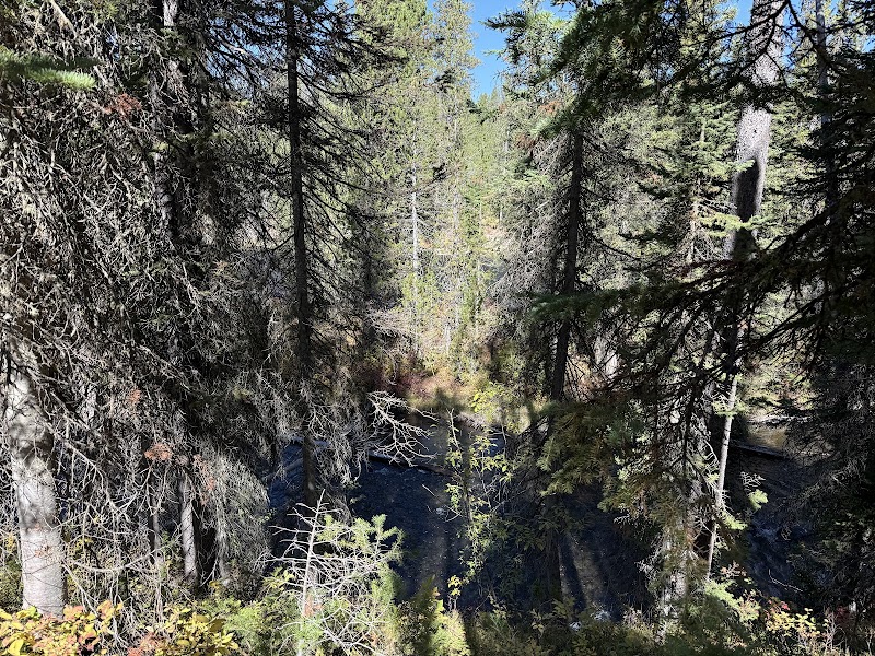 Dense evergreen forest around a dark pool and rocky shoreline visible through trees at Cave Falls in Yellowstone National Park.