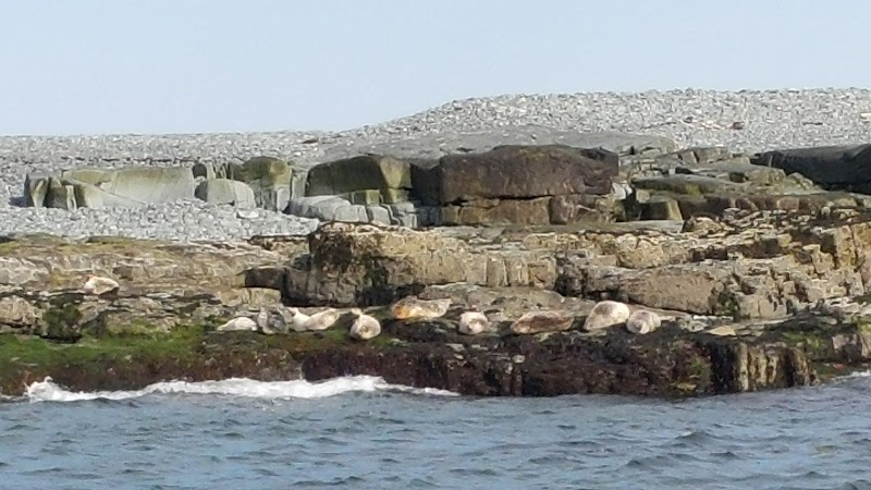 Egg Rock Lighthouse along the rocky coast of Acadia National Park in Maine, with seals on the shoreline nearby.
