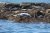Seals lounge on a rocky shoreline near Egg Rock Lighthouse in Acadia National Park, with blue ocean water in the foreground.