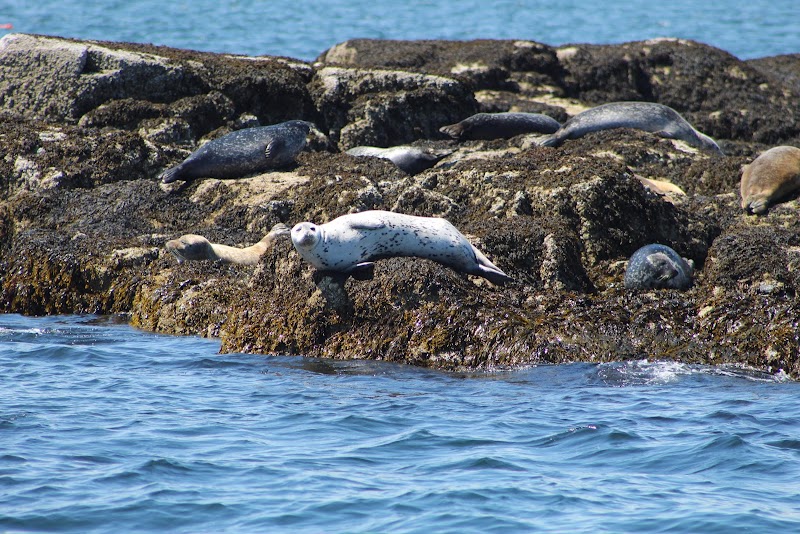 Seals lounge on a rocky shoreline near Egg Rock Lighthouse in Acadia National Park, with blue ocean water in the foreground.