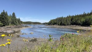 Birch Harbor shoreline at Acadia National Park with rocky beach, calm water, and colorful wildflowers along the foreground under a clear blue sky.