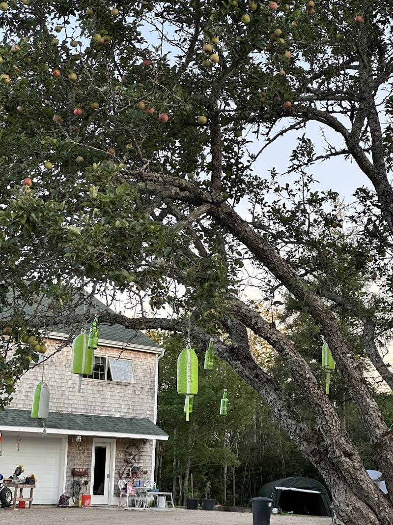 Birch Harbor yard at Acadia National Park features a large apple tree with colorful bird feeders hanging from its branches.