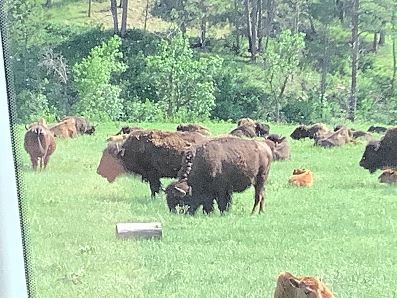 Bison grazing in a grassy field with trees in the background at Badlands National Park.