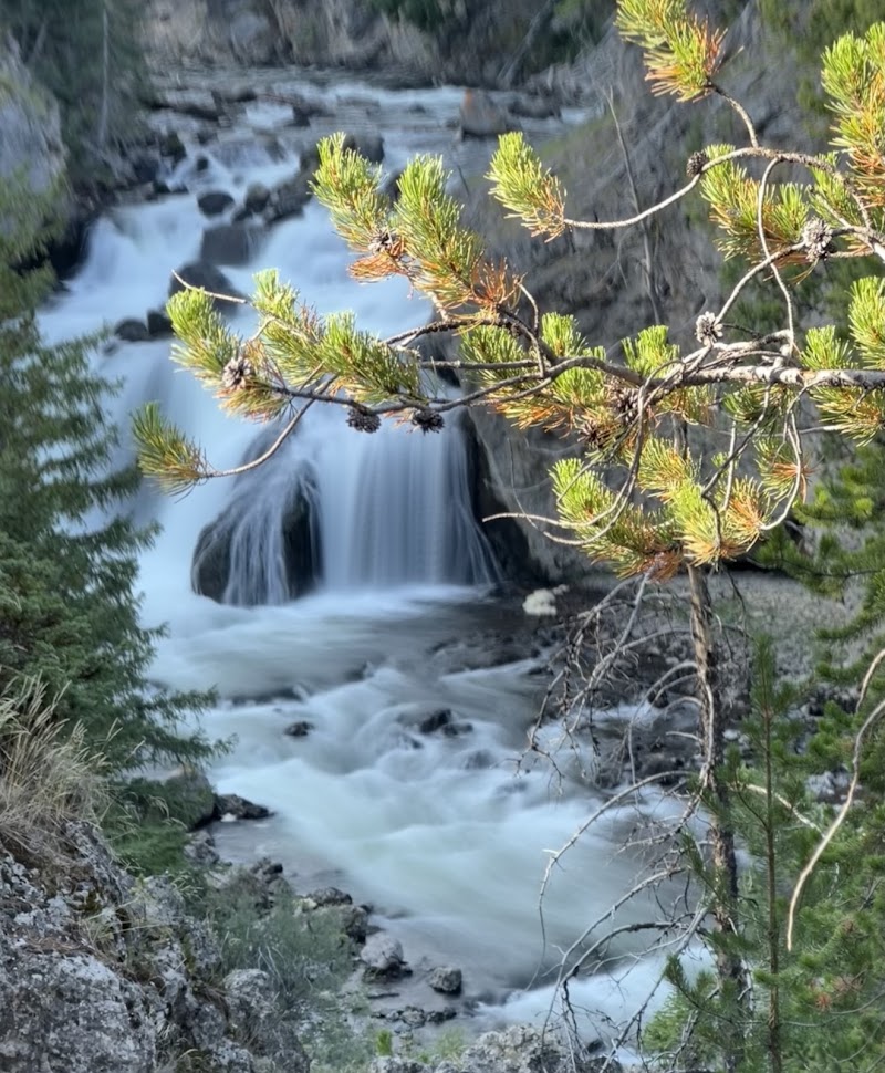 Firehole Falls spills over rocks in a forested Yellowstone National Park, with pine branches in the foreground.