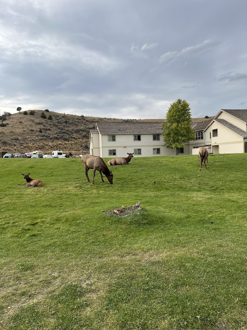 Green lawn at Mammoth in Yellowstone National Park with several elk grazing and resting near beige buildings.