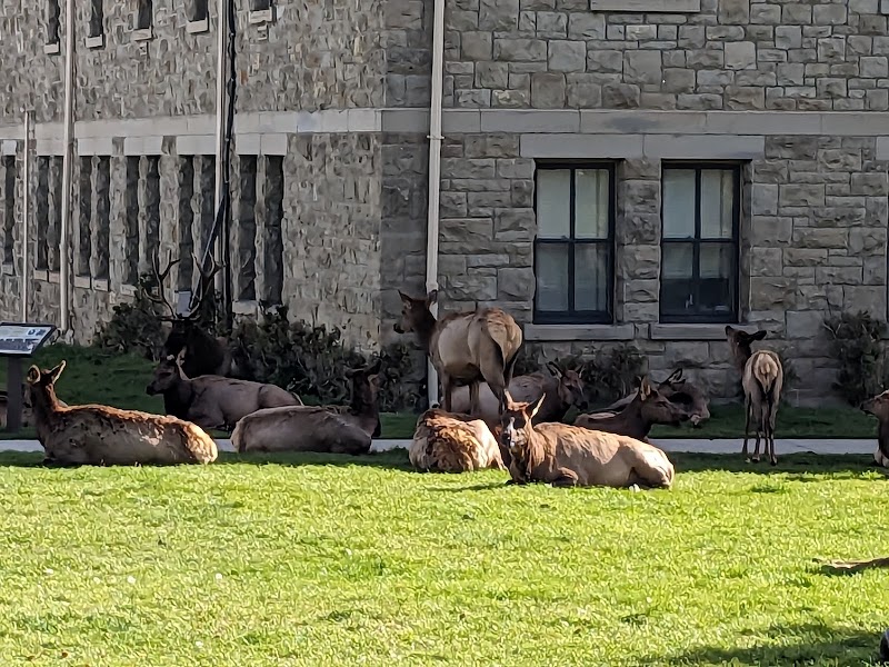 Several elk lounge and stand on a sunny grass lawn beside a stone building at Yellowstone National Park.