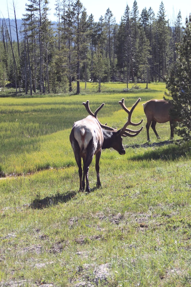Two elk grazing in a sunlit meadow with tall pines and distant hills in Roaring Mountain area, Yellowstone National Park.