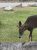 A deer grazes on a grassy campground with large rocks and a roadside in the background at Acadia National Park.