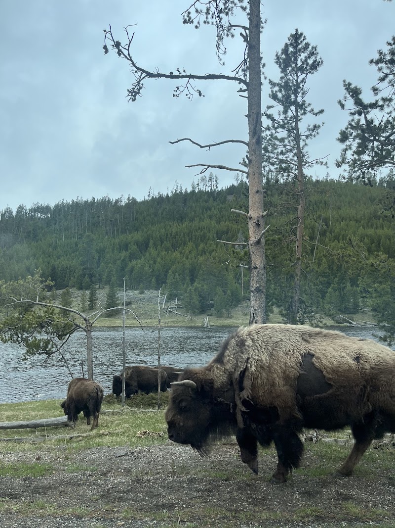 Bison graze near a lakeside, with a pine forested hillside and calm Madison River in Yellowstone National Park.