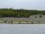 Madison River along a grassy bank with bison grazing near a forested shoreline in Yellowstone National Park.